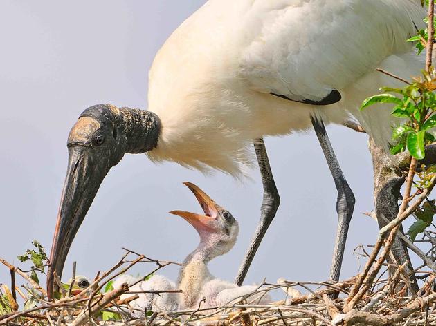 Audubon’s Corkscrew Swamp Sanctuary Leads the Way in Research and Restoration for America’s Everglades