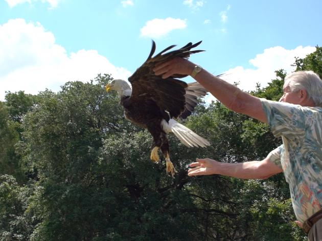 Earth Day Special: Audubon Releases its 540th Rehabilitated Bald Eagle Back to the Wild