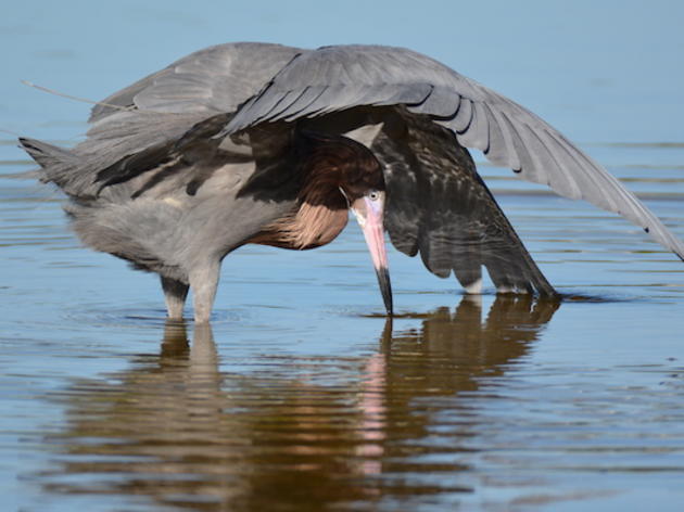 President’s Proposed Budget Cuts Hint at Less Money for the Everglades