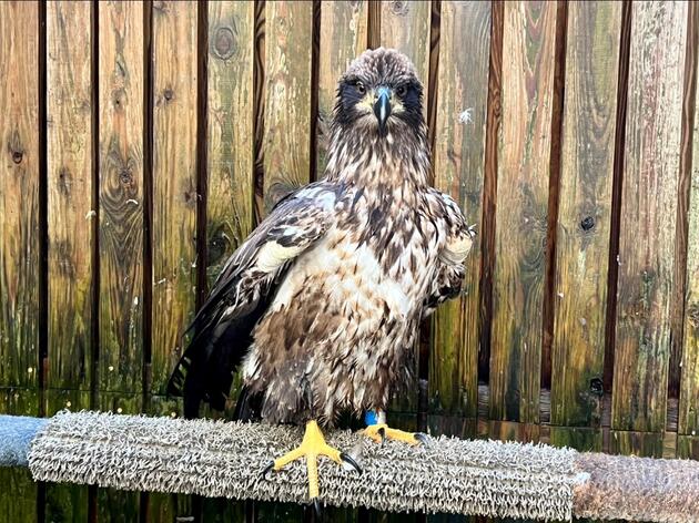 Connick, Captiva Nest Cam Eaglet Rehabbed at Audubon Center for Birds of Prey, Heads to Smithsonian National Zoo