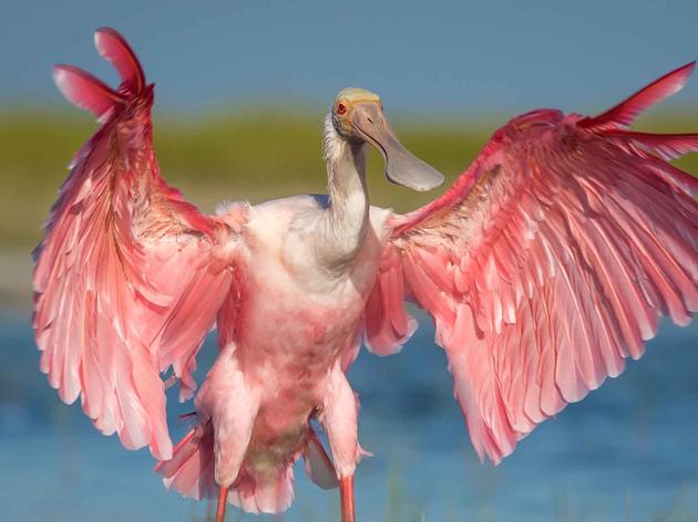 Audubon Celebrates Judge's Decision to Protect Everglades Water Quality and Restoration Progress