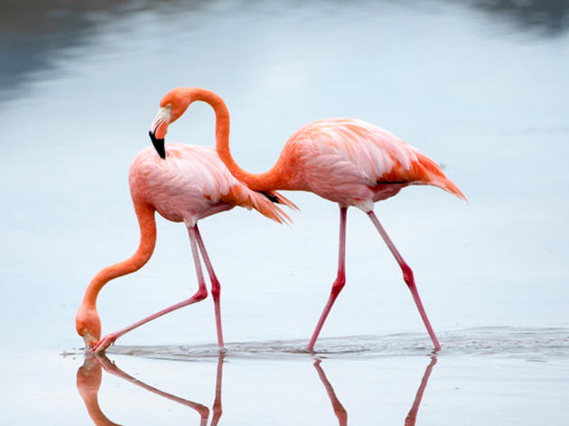 Audubon and Other Researchers Vindicate Flamingo-Loving Floridians with new Research