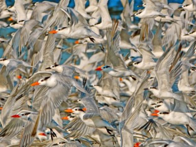 The Great Backyard Bird Count