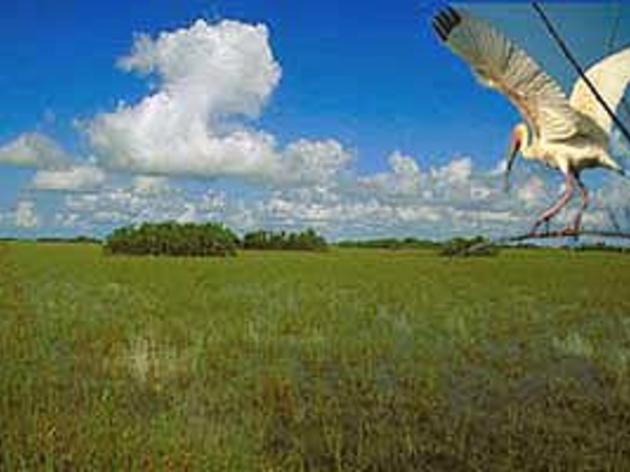 Thank You Advocates for Your Support of the Everglades Water Quality Plan