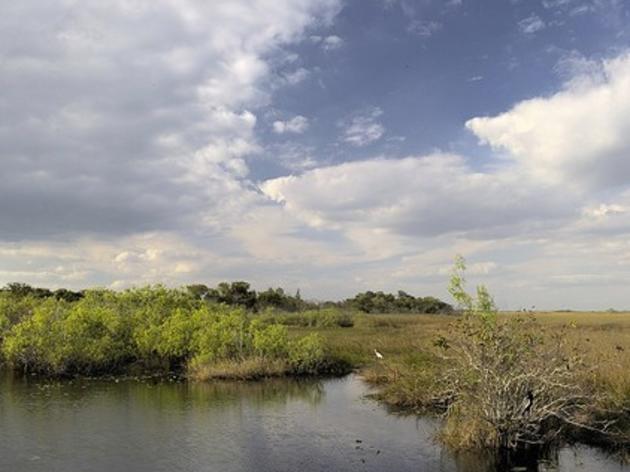 Everglades Restored to List of World Heritage in Danger Sites