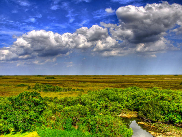 Climate Change and the Everglades