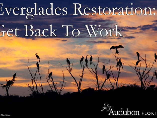 Put Everglades Restoration Back to Work