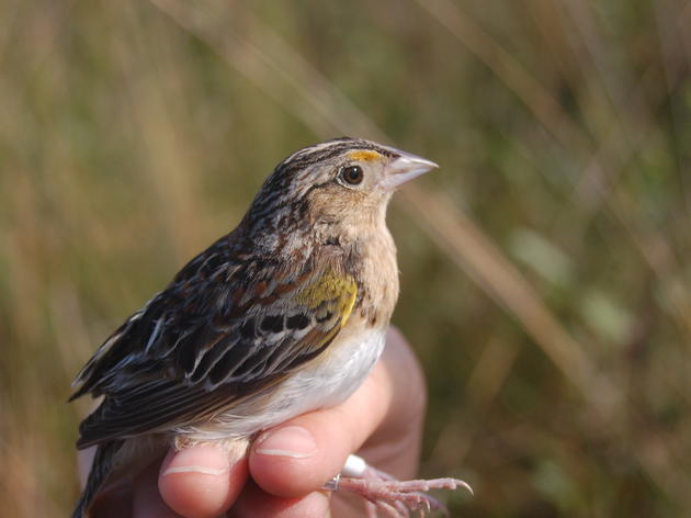 Fantastic News for Florida Grasshopper Sparrows