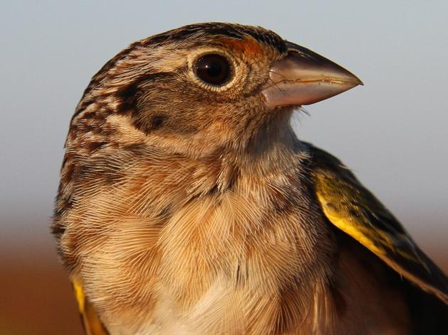 Captive-bred Florida Grasshopper Sparrows Released