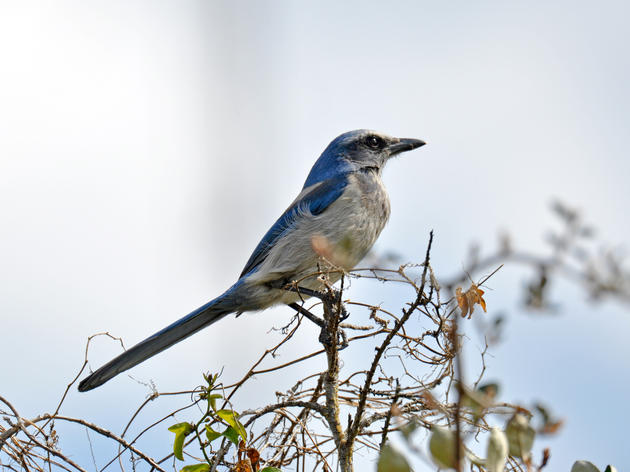 Climate Change Brings New Risks to Vulnerable Scrub-Jay Populations