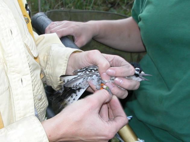 Audubon volunteers get involved in red-cockaded woodpecker recovery in north Florida.