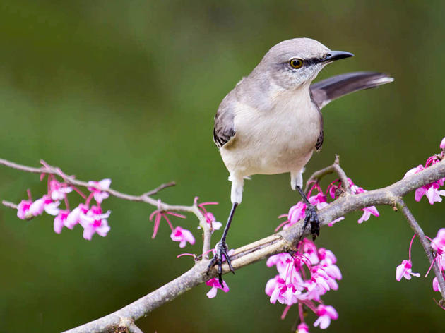 Plants for Birds – A Growing Effort!