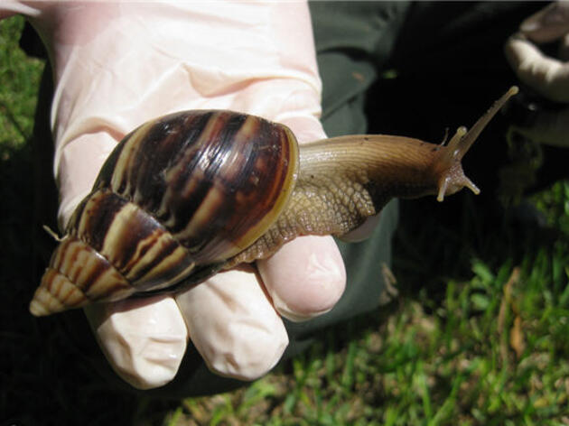 Giant African Snails: An Important Non-Native Species to Keep on Your Radar  