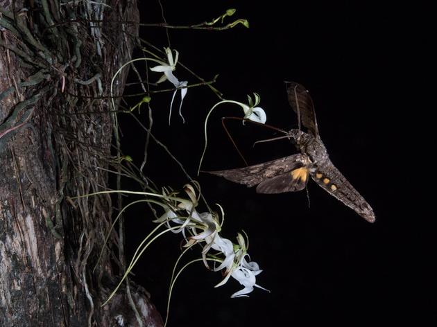 Corkscrew Swamp’s Super Ghost Orchid Key to Solving Pollination Mystery