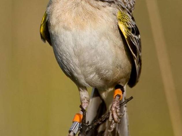 New Refuge Protects Threatened Atlantic Flyway Bird Life