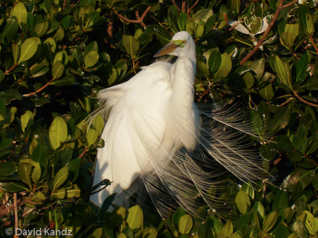 Florida Birding FAQ