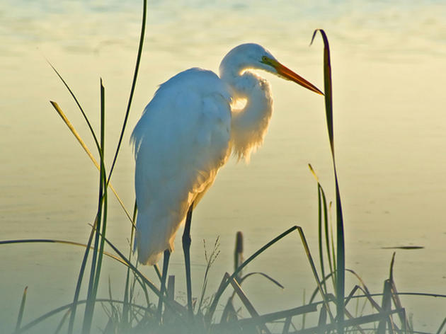 In Memoriam: Charles "Chuck" Geanangel, Audubon Florida Board Member