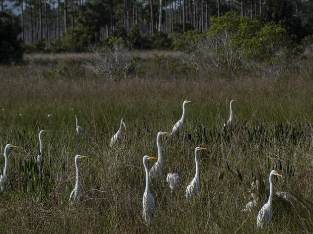 Birding for a Cause: Birdathon Encourages Exploration of Florida’s Unique Environments