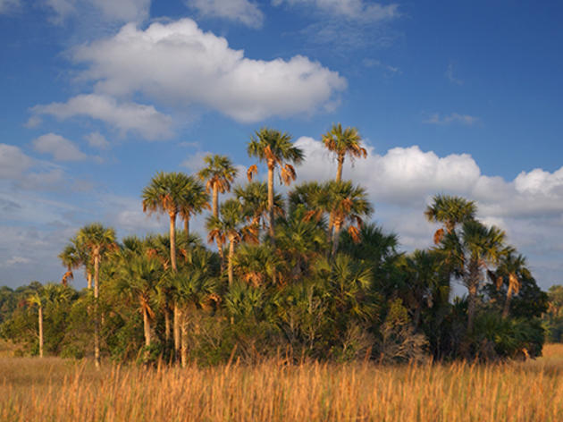Audubon of Florida and the America's Great Outdoors Initiative 