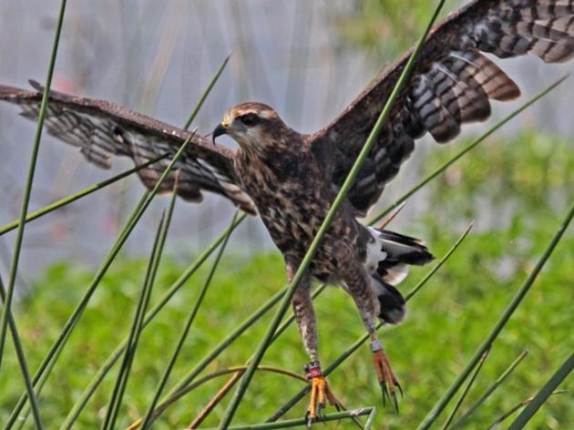 Audubon of Florida Releases Preliminary 2011 Everglade Snail Kite Nesting Summary