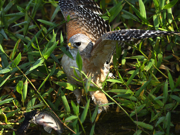 Hawks Steal Fish From Snakes, But Why?