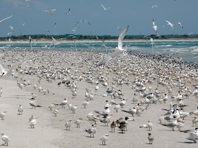 2016 Florida coastal nesting birds successful despite two tropical weather systems