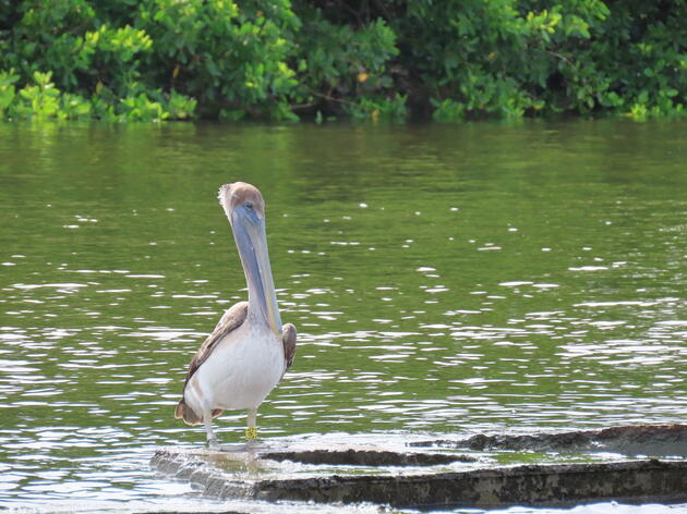 Audubon Florida Awarded $5,000 Grant from the Community Foundation of Sarasota County to Support Brown Pelican Banding Study