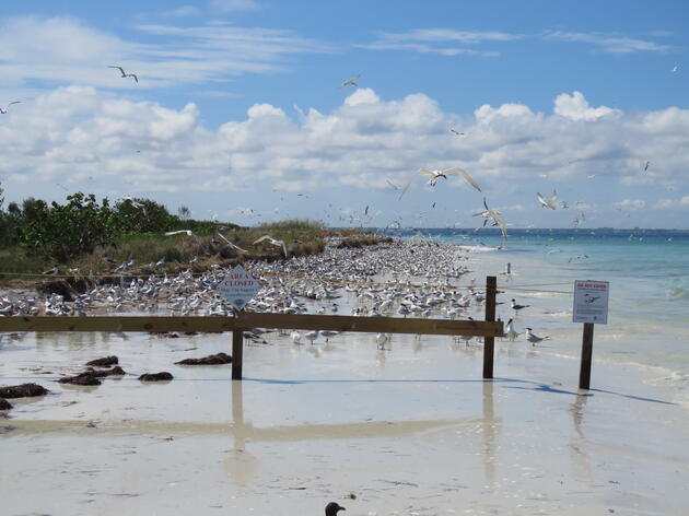A Season in the Life of a Coastal Biologist: Protecting Birds on Three Rooker Island