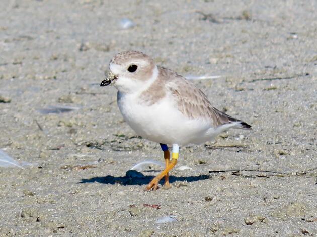 Spotted! A New Jersey Piping Plover Spending the Winter at Outback Key