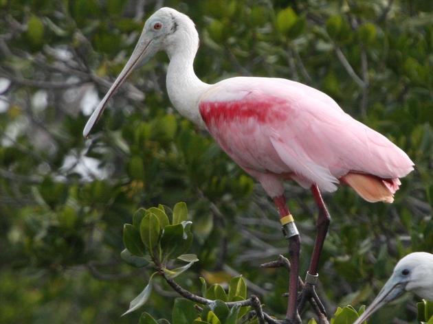 Chronicles of the Roseate Spoonbill