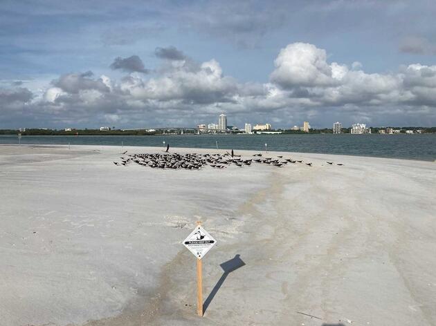 Hurricane Elsa Impacts on Gulf Coast Beach-Nesting Birds