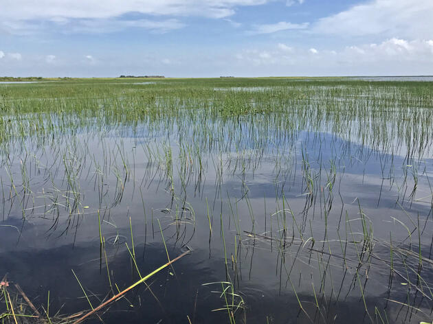 Audubon Florida Supports New Lake Okeechobee Water Management Plan - With Modifications