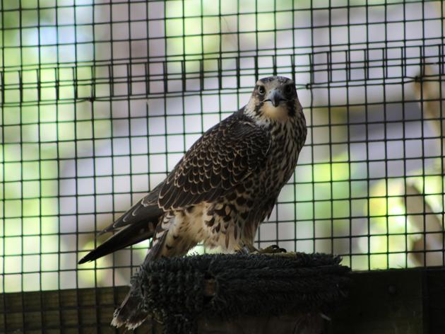 Peregrine Falcon Needs a Name!