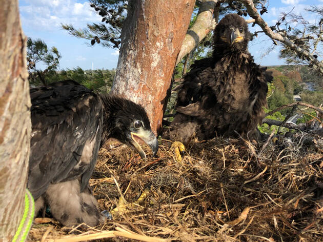 Audubon Works with Florida State Parks to Rescue Injured Bald Eagle Chick