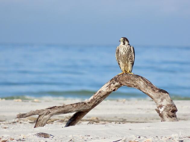 A Rooftop-nesting “Snowbird” Visitor in Florida 