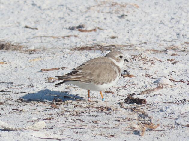 Spotted! Interesting Piping Plover Lineage at Outback Key
