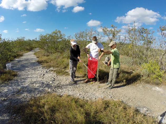 New Research Shows Python’s Navigational Ability May Be Key to Its Invasion Success