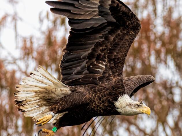 Banded Bald Eagle Resighting Shows a Bird on the Move