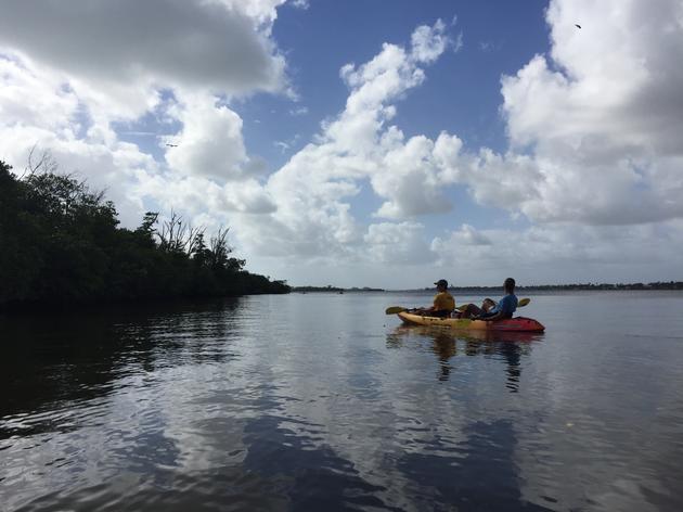 Audubon Florida Rescues Native Trees on Palm Beach Causeway