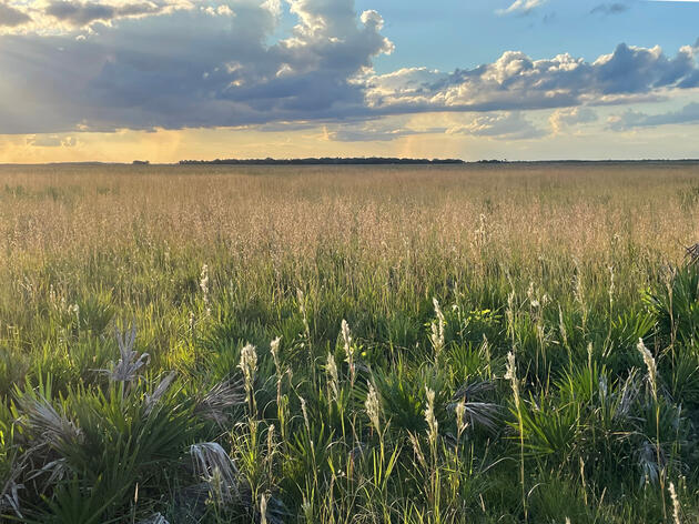 Audubon and Florida Park Service Team Up for Dry Prairie Conservation