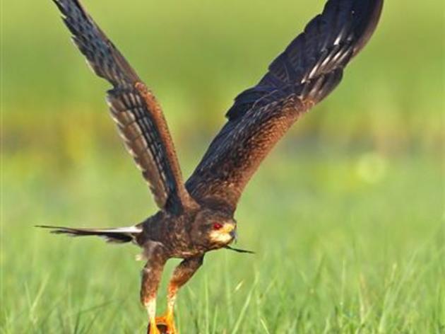 Audubon Leaders Rally to Protect Snail Kites