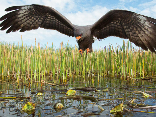 Terrible News: All Endangered Everglade Snail Kite Nests Lost on Florida's Lake Okeechobee