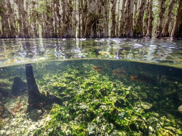 Exploring the Extraordinary Everglades