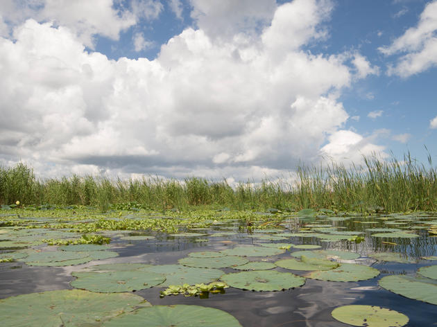 High Water Levels Threaten the Health of Lake Okeechobee