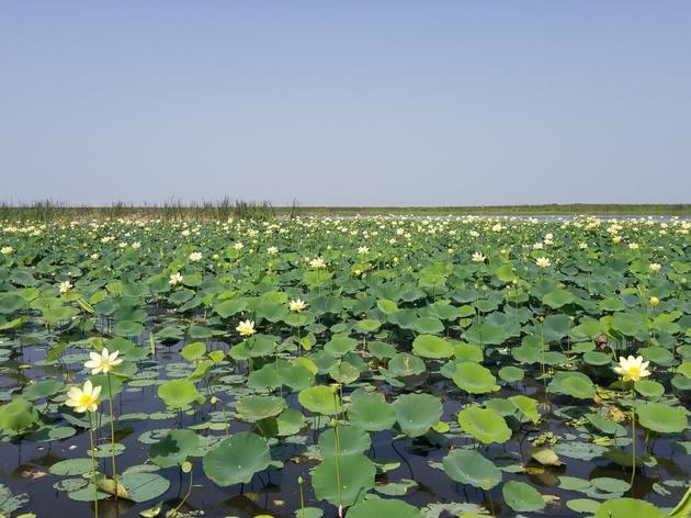 Lake Okeechobee Recovering After Years of High Water