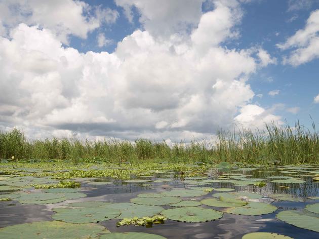 The Heart of America’s Everglades Wounded