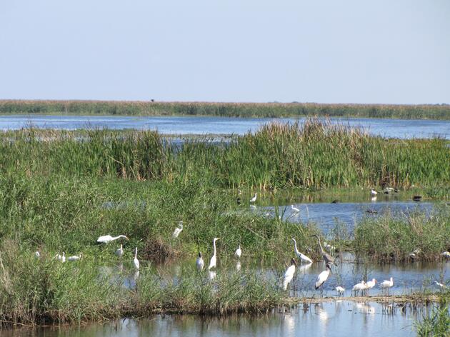 Raptors Tell Us That Everglades Restoration is Working