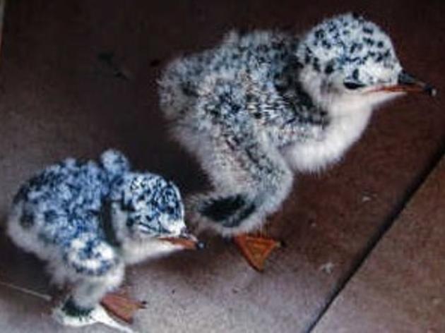 Publix Helps Tern Chicks