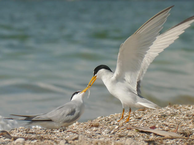 Oil Spill Alert: Bird Stewards Needed at a Beach Near You