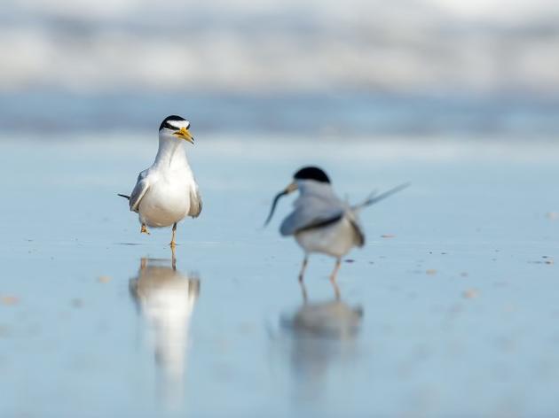 The Least Tern, a Fascinating Bird That Needs Our Help